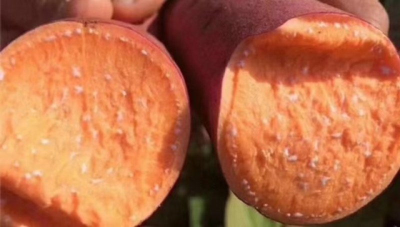 大量上市供应西瓜红-大叶红-精品沙地红皮红心红薯……