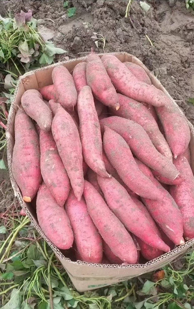 大量上市供应西瓜红-大叶红-精品沙地红皮红心红薯……