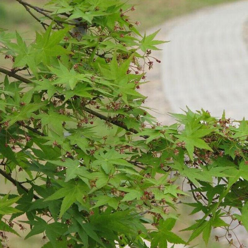 青枫树种子当年新采青枫种子园林绿化也是嫁接红枫的砧木