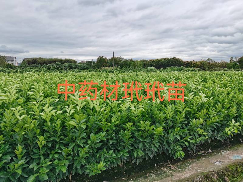 玳玳苗，玳玳花苗，药材苦橙花苗，药枳壳苗直销批发枝条供应