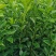 玳玳苗，玳玳花苗，药材苦橙花苗，药枳壳苗直销批发枝条供应