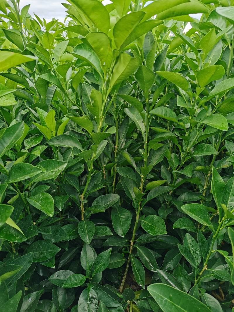 玳玳苗，玳玳花苗，药材苦橙花苗，药枳壳苗直销批发枝条供应