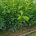 玳玳苗，玳玳花苗，药材苦橙花苗，药枳壳苗直销批发枝条供应