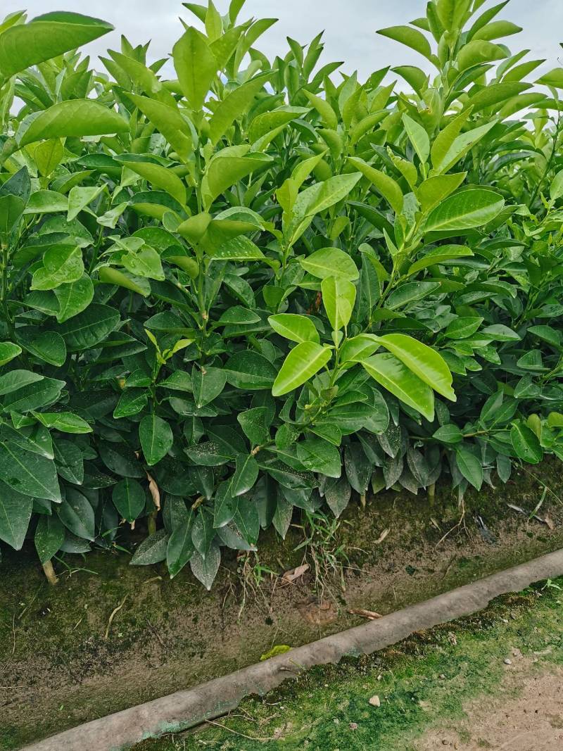 玳玳苗，玳玳花苗，药材苦橙花苗，药枳壳苗直销批发枝条供应