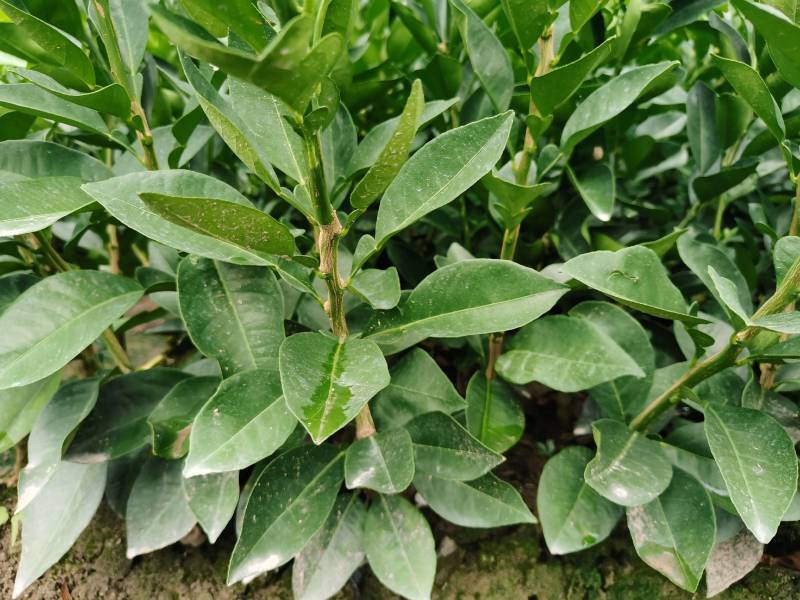玳玳苗，玳玳花苗，药材苦橙花苗，药枳壳苗直销批发枝条供应