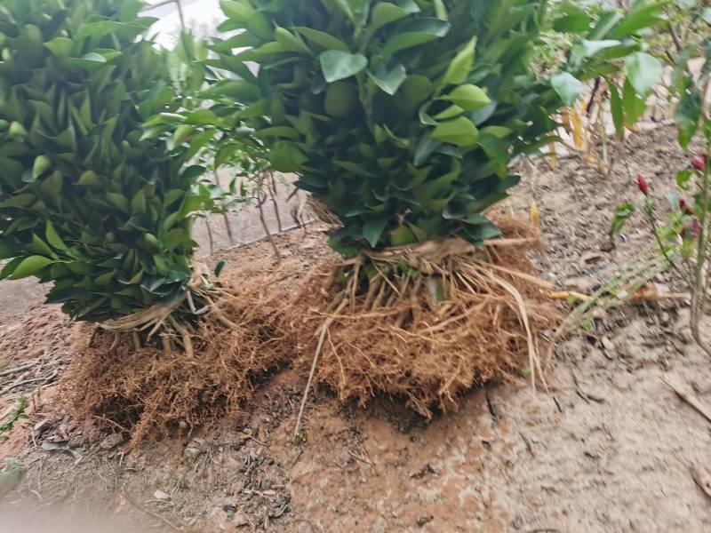玳玳苗，玳玳花苗，药材苦橙花苗，药枳壳苗直销批发枝条供应