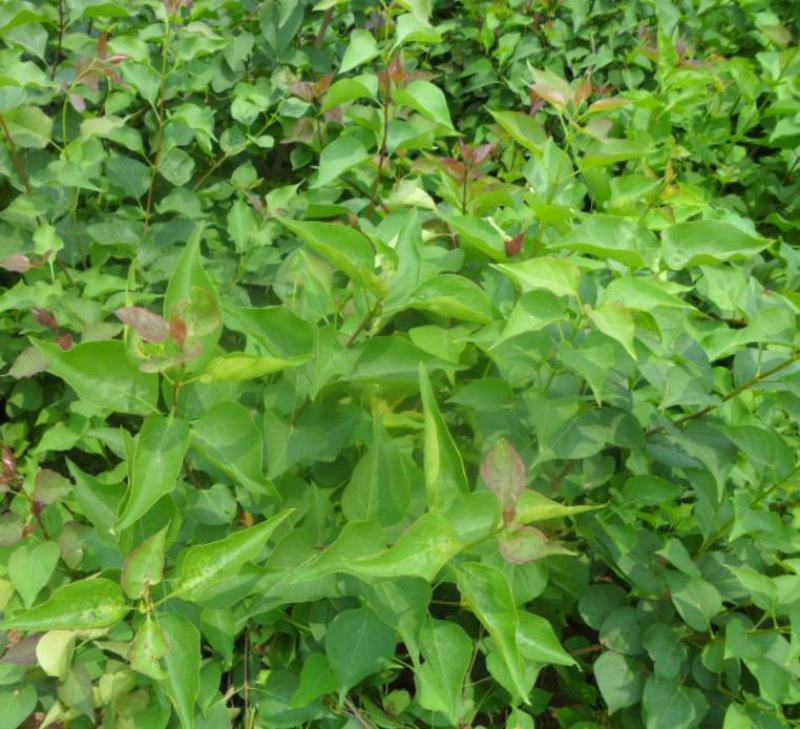 新采灌木籽暴马丁香种子白丁香荷花丁香阿穆尔丁香四季可播