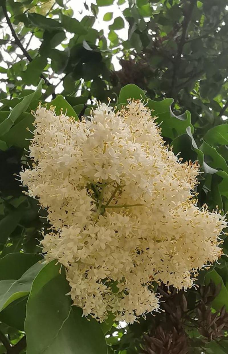 新采灌木籽暴马丁香种子白丁香荷花丁香阿穆尔丁香四季可播