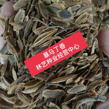 新采灌木籽暴马丁香种子白丁香荷花丁香阿穆尔丁香四季可播