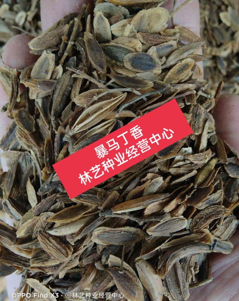 新采灌木籽暴马丁香种子白丁香荷花丁香阿穆尔丁香四季可播