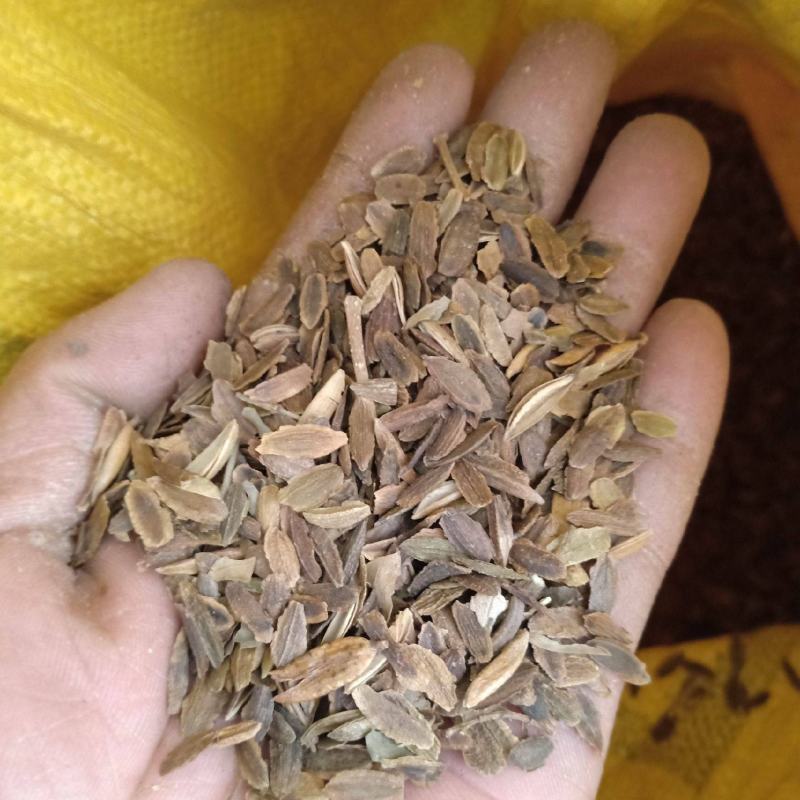 新采灌木籽暴马丁香种子白丁香荷花丁香阿穆尔丁香四季可播