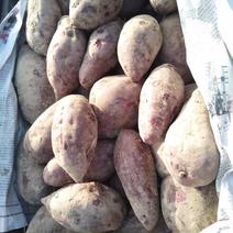 精品紫薯大量上市供应-小花叶，凌紫，桂京，广紫薯红皮紫心