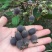 桃金娘种子桃金娘树种子绿化苗木种子桃金娘苗种子