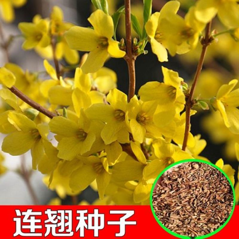 连翘种子连翘花种子连壳种子青翘种子庭院阳台绿化林木种子
