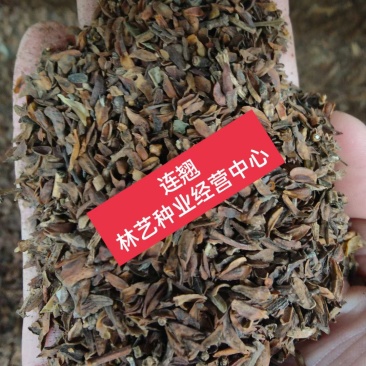 连翘种子连翘花种子连壳种子青翘种子庭院阳台绿化林木种子