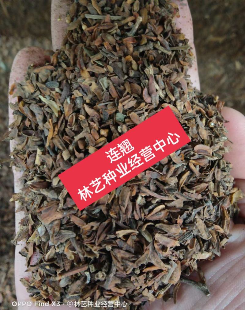 连翘种子连翘花种子连壳种子青翘种子庭院阳台绿化林木种子