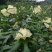 金花葵种子菜芙蓉种子保健蔬菜无名葵种子吃花吃叶阳台庭院播