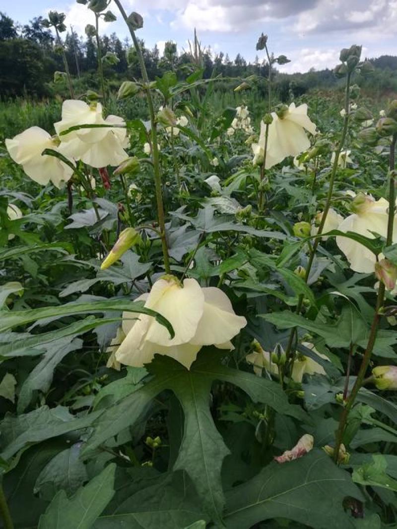 金花葵种子菜芙蓉种子保健蔬菜无名葵种子吃花吃叶阳台庭院播