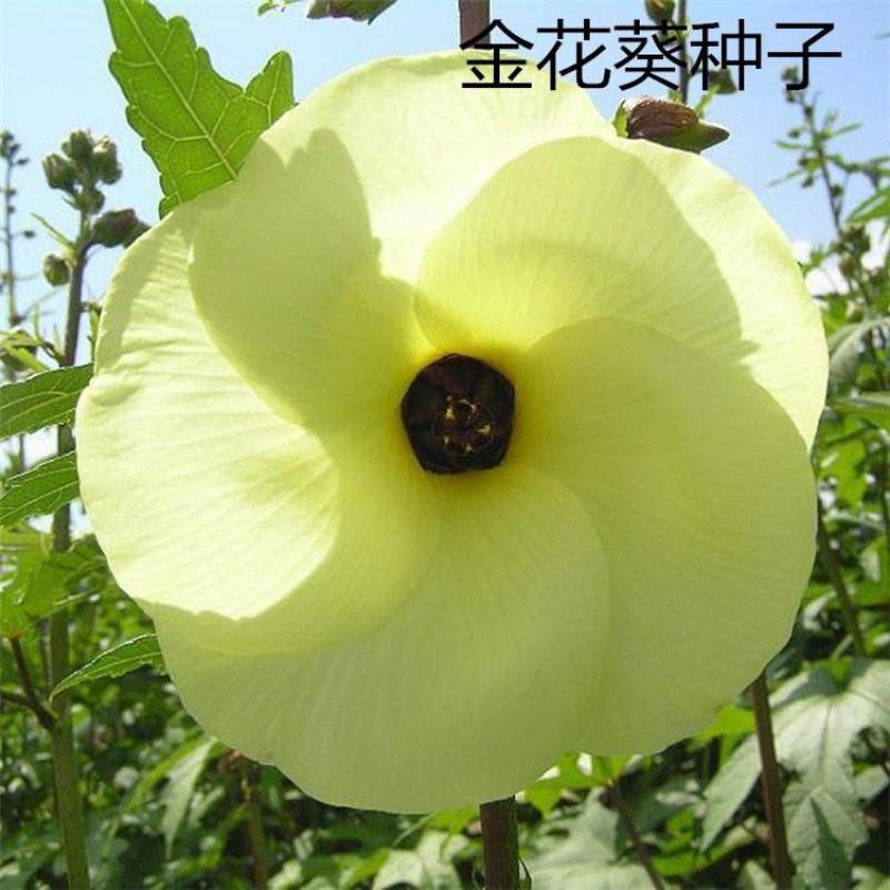 金花葵种子菜芙蓉种子保健蔬菜无名葵种子吃花吃叶阳台庭院播