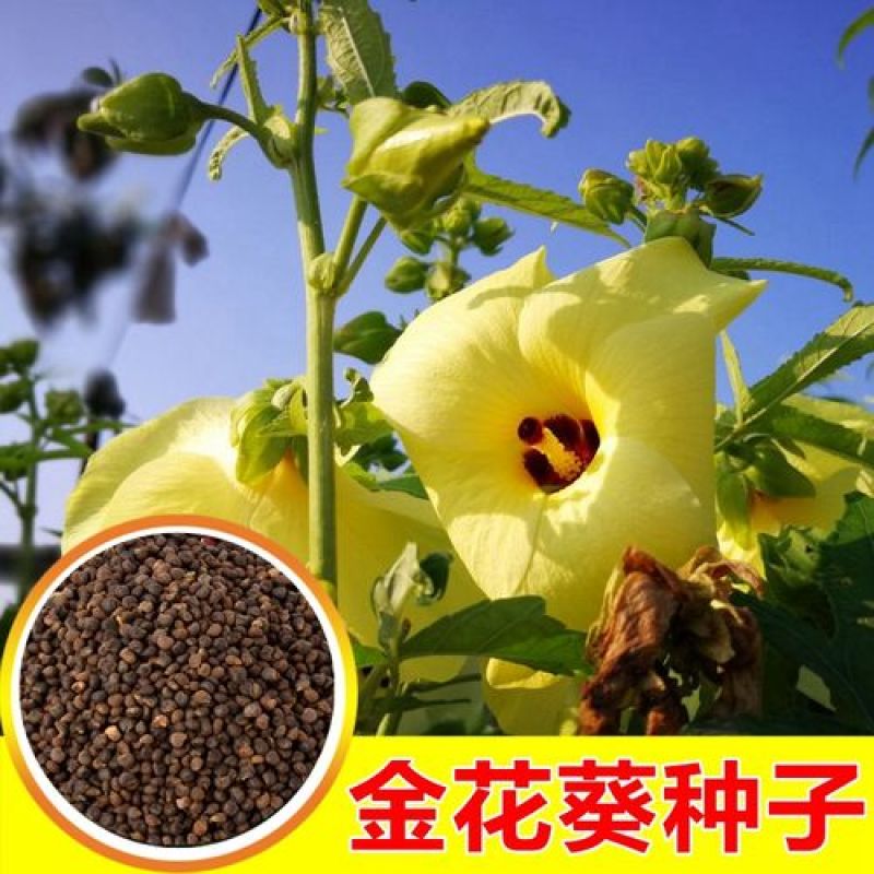 金花葵种子菜芙蓉种子保健蔬菜无名葵种子吃花吃叶阳台庭院播