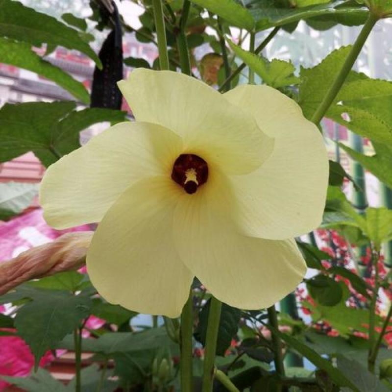 金花葵种子菜芙蓉种子保健蔬菜无名葵种子吃花吃叶阳台庭院播
