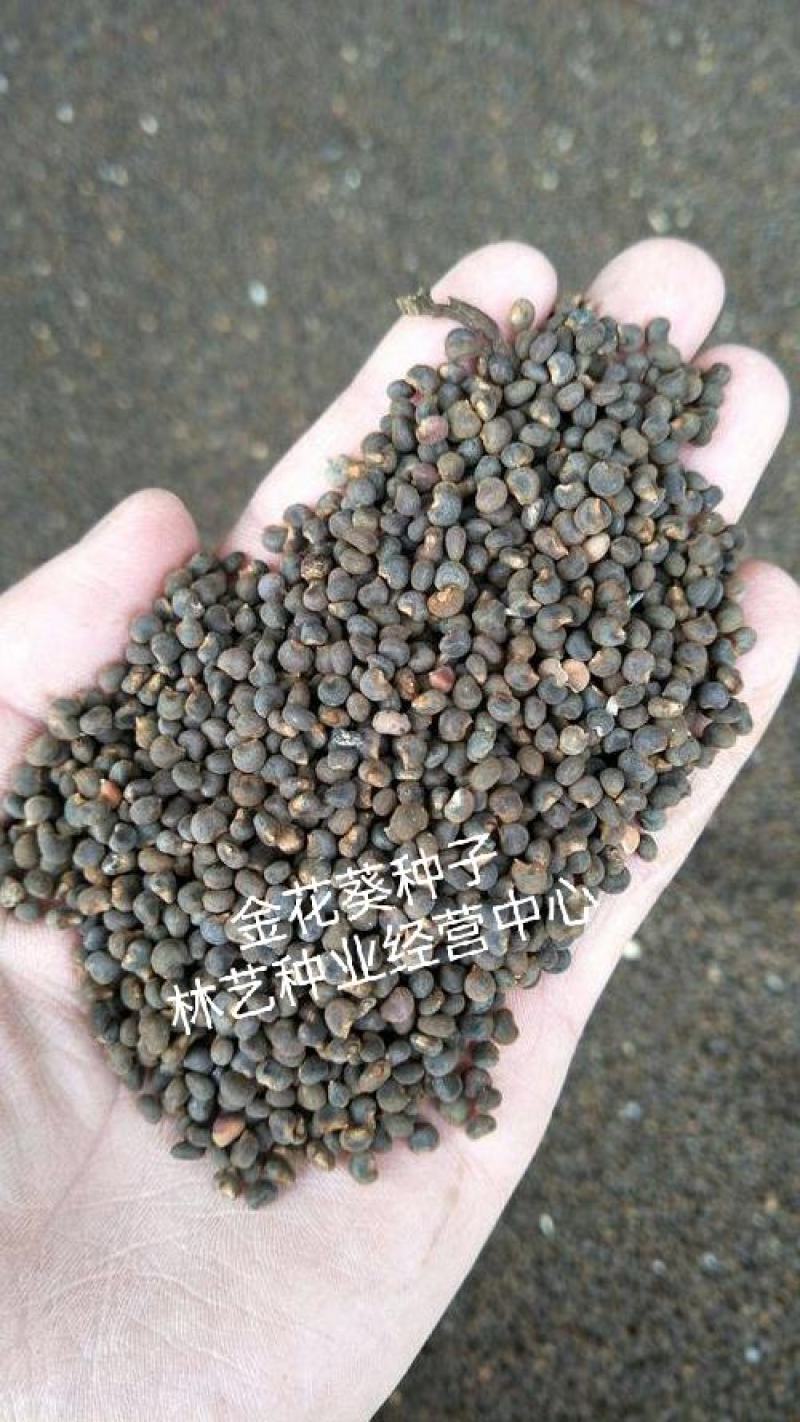 金花葵种子菜芙蓉种子保健蔬菜无名葵种子吃花吃叶阳台庭院播
