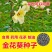 金花葵种子菜芙蓉种子保健蔬菜无名葵种子吃花吃叶阳台庭院播