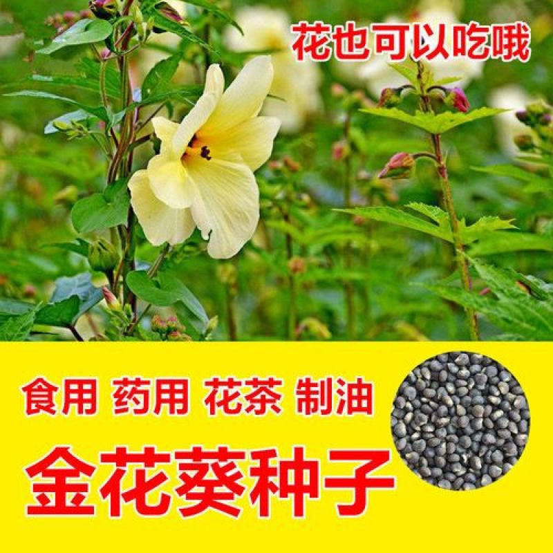 金花葵种子菜芙蓉种子保健蔬菜无名葵种子吃花吃叶阳台庭院播