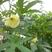 金花葵种子菜芙蓉种子保健蔬菜无名葵种子吃花吃叶阳台庭院播