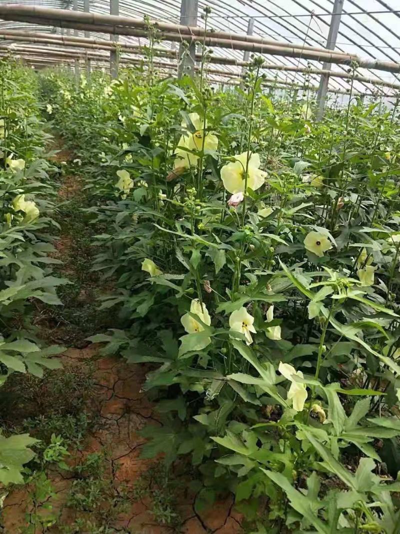 金花葵种子菜芙蓉种子保健蔬菜无名葵种子吃花吃叶阳台庭院播