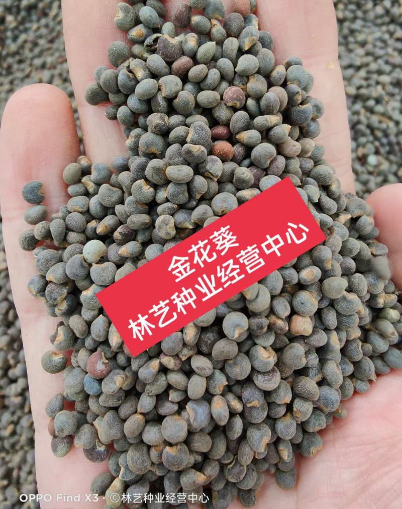 金花葵种子菜芙蓉种子保健蔬菜无名葵种子吃花吃叶阳台庭院播