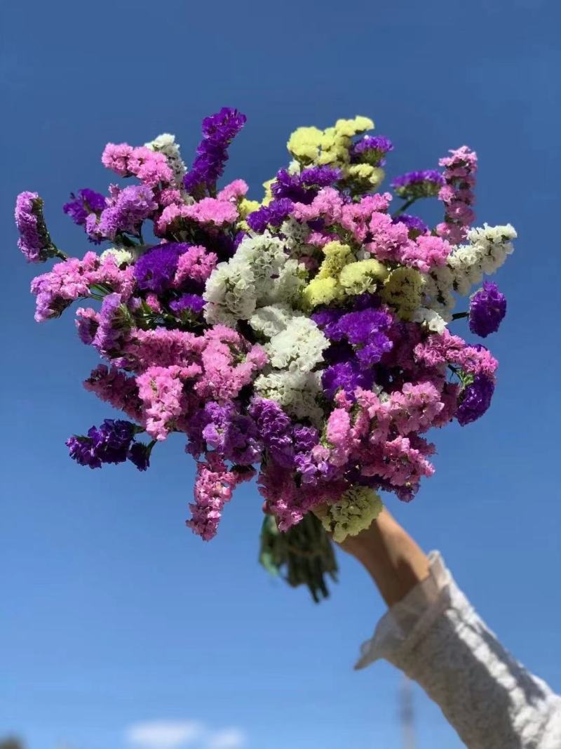 勿忘我鲜花发货可倒挂自然风干做干花存放两年