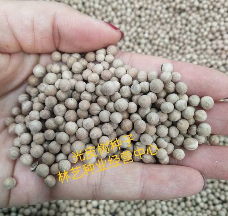 出售新采光皮树种子光皮梾木-斑皮抽水树种子林木树种子