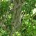出售新采光皮树种子光皮梾木-斑皮抽水树种子林木树种子