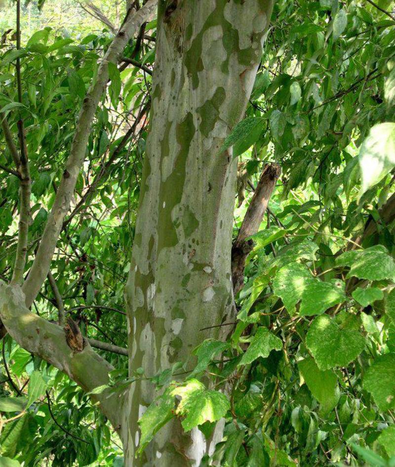 出售新采光皮树种子光皮梾木-斑皮抽水树种子林木树种子