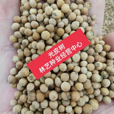 出售新采光皮树种子光皮梾木-斑皮抽水树种子林木树种子