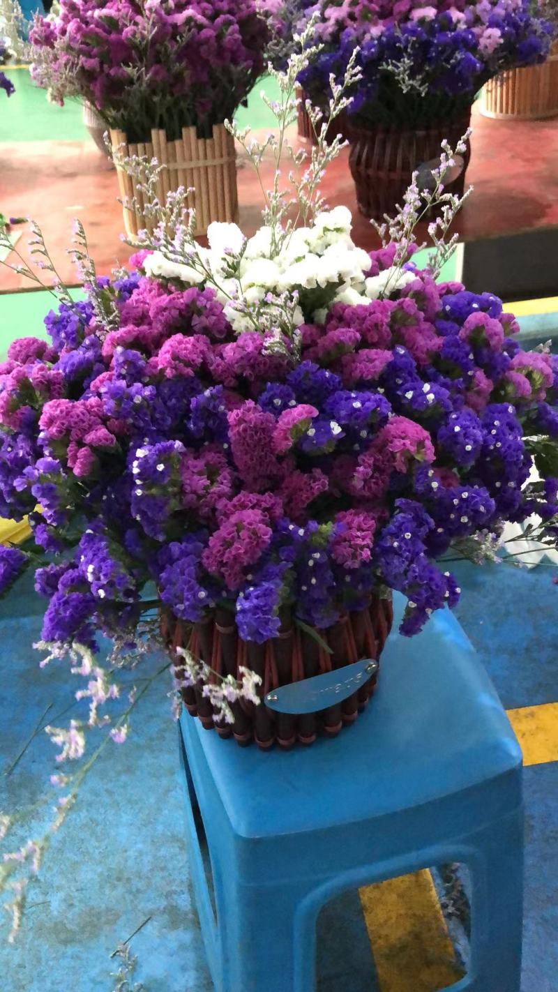 勿忘我鲜花发货可倒挂自然风干做干花存放两年