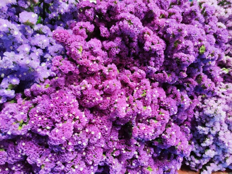勿忘我鲜花发货可倒挂自然风干做干花存放两年