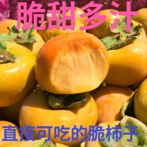 阳丰脆柿子，一件代发对接电商，微商、社区团购
