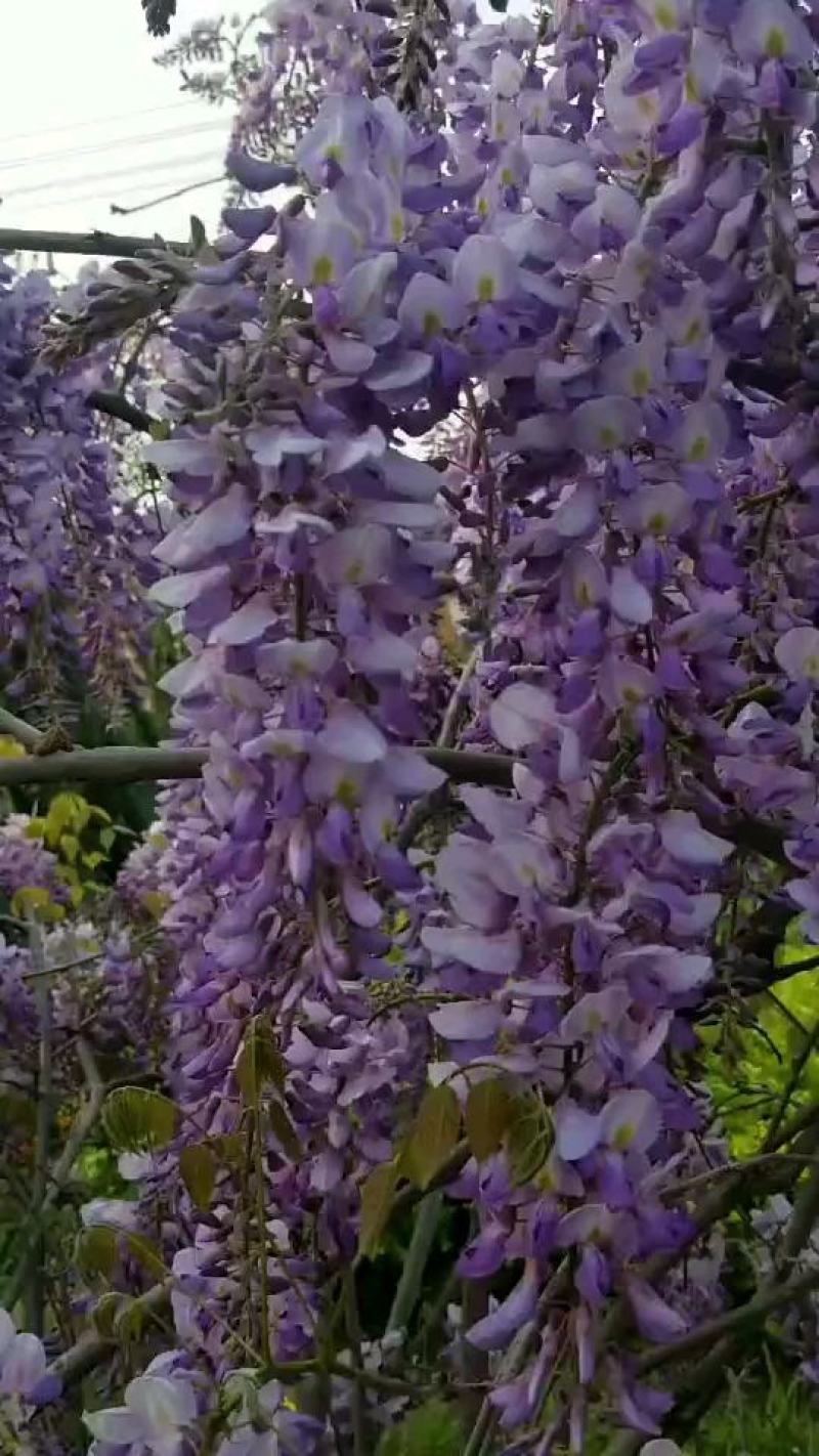 紫藤花种子爬藤种子庭院围墙四季开花盆栽种子绿植花卉藤蔓