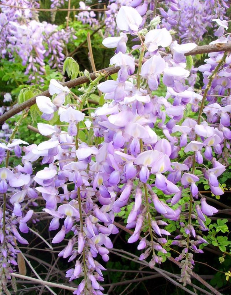 紫藤花种子爬藤种子庭院围墙四季开花盆栽种子绿植花卉藤蔓