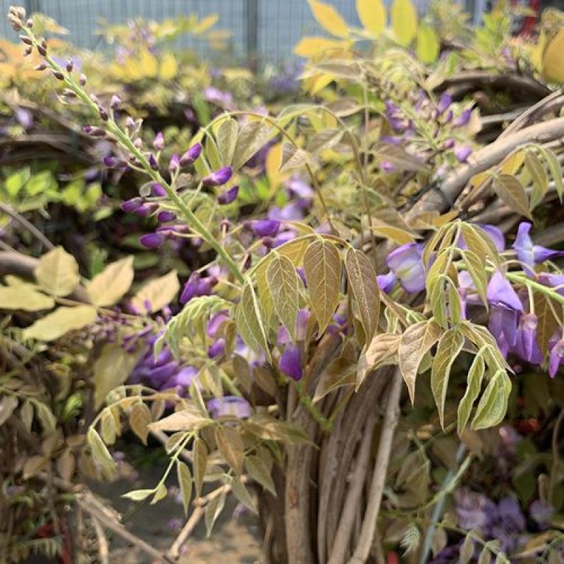 紫藤花种子爬藤种子庭院围墙四季开花盆栽种子绿植花卉藤蔓