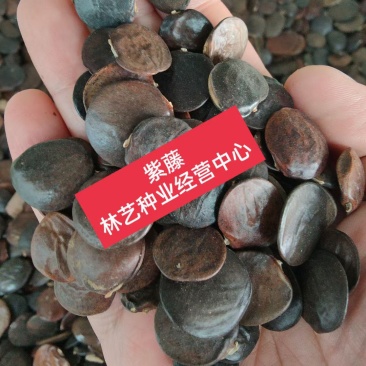 紫藤花种子爬藤种子庭院围墙四季开花盆栽种子绿植花卉藤蔓