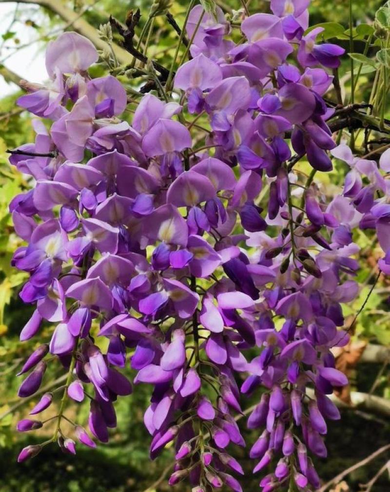 紫藤花种子爬藤种子庭院围墙四季开花盆栽种子绿植花卉藤蔓