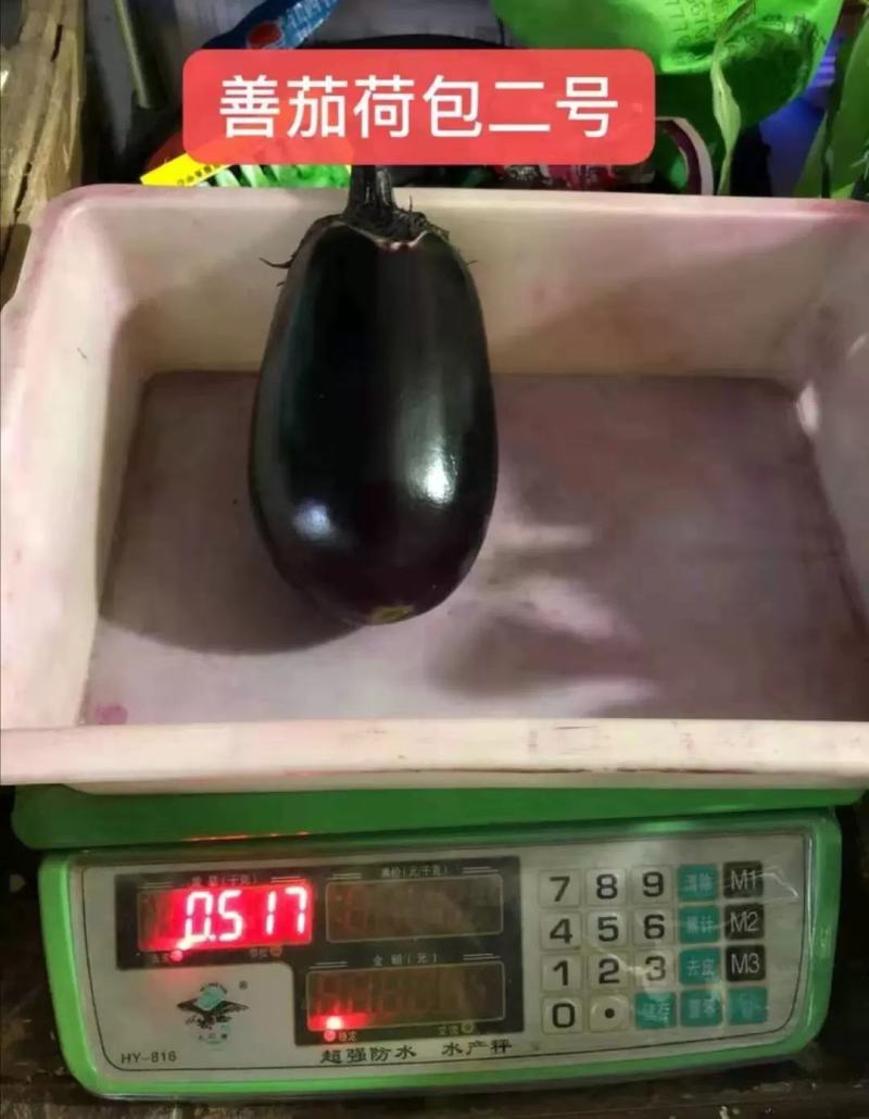 善茄荷包二号茄子种子，果色紫黑油亮，果肉浅绿色