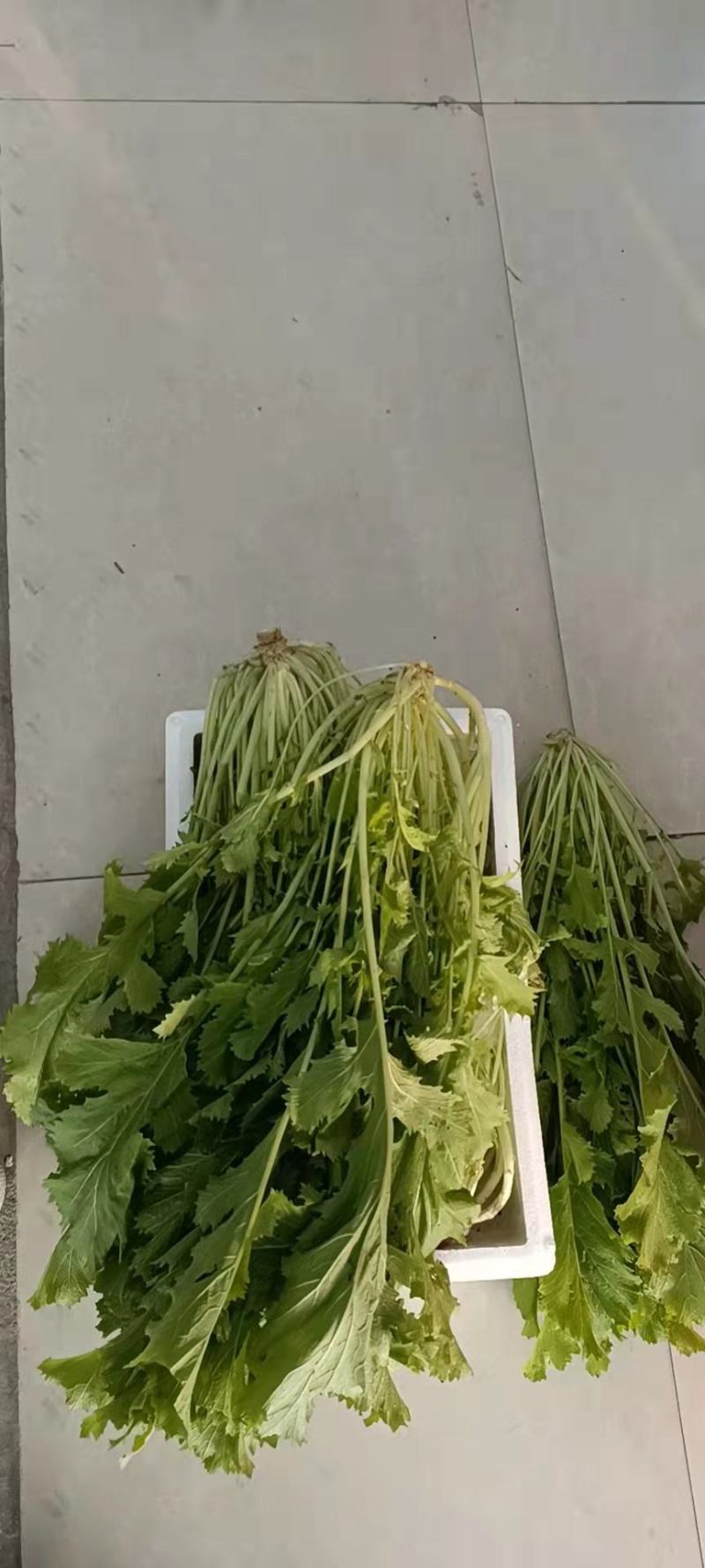 江苏东台雪里红大量上市了，40公分到60公分现货供应