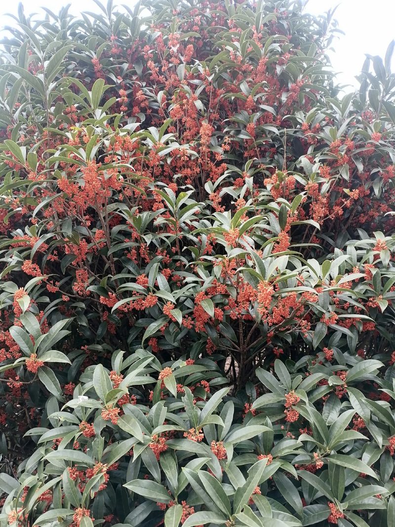 自己种桂花树，繁花似锦，开花芳香扑鼻欢迎咨询采购