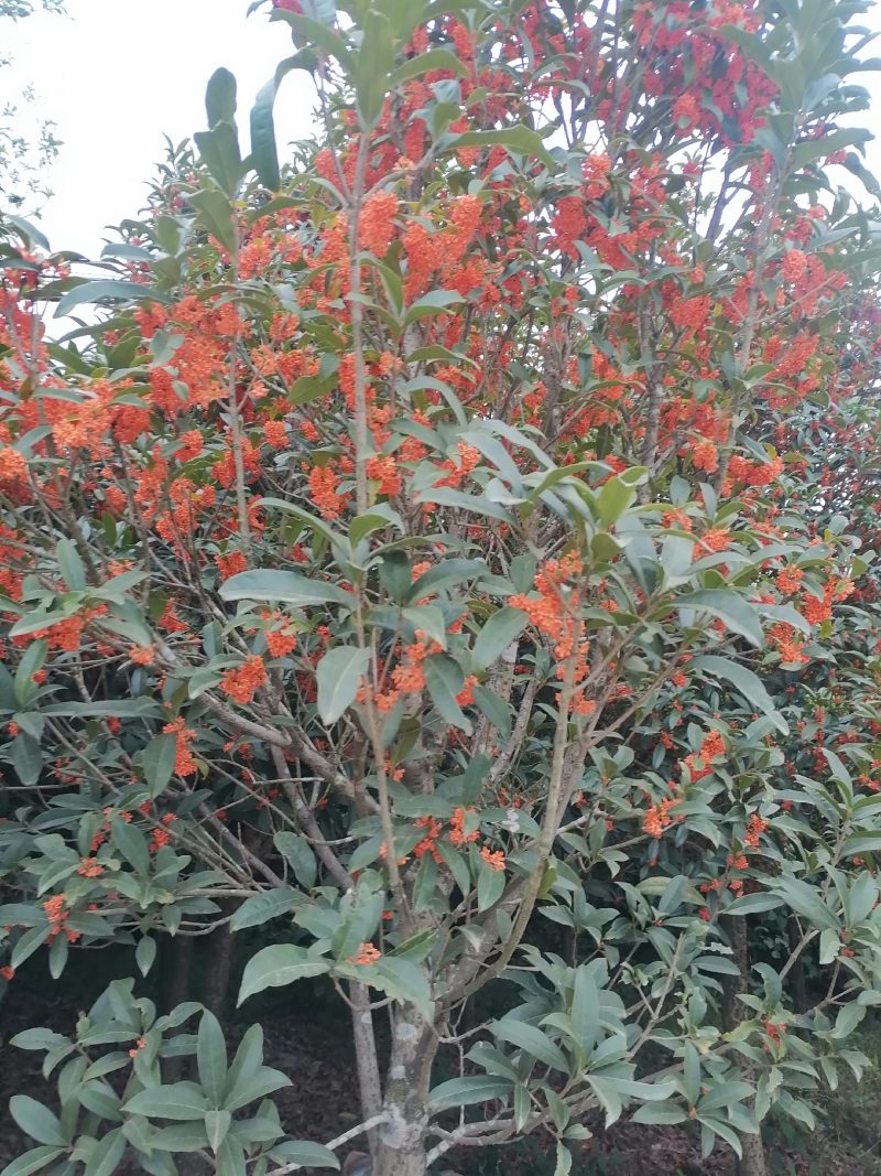 自己种桂花树，繁花似锦，开花芳香扑鼻欢迎咨询采购