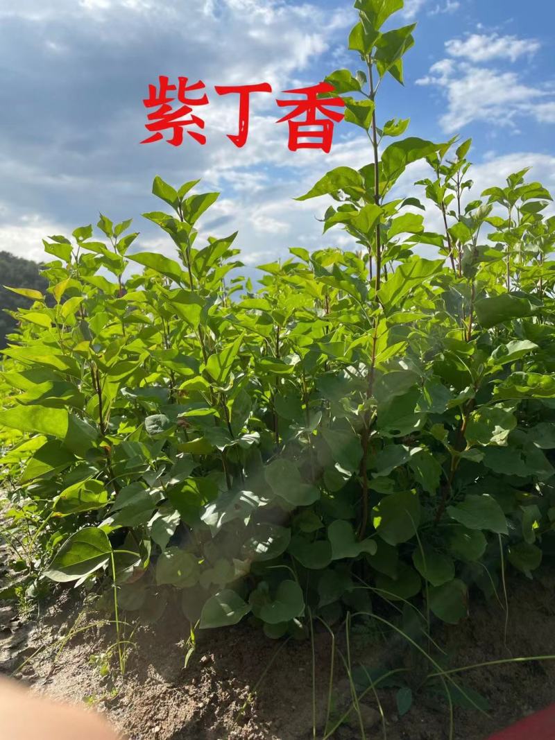 【包邮】小叶丁播种苗四季丁香苗木产地直供物美价廉