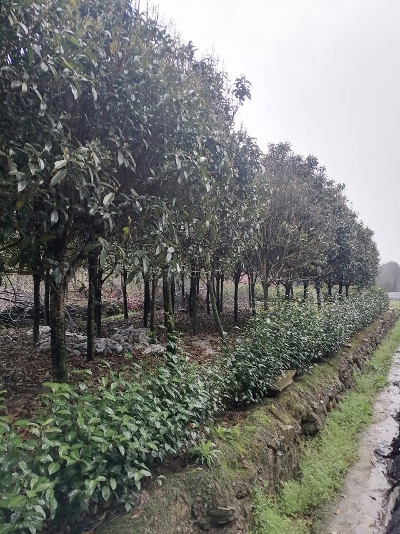 自己种桂花树，繁花似锦，开花芳香扑鼻欢迎咨询采购